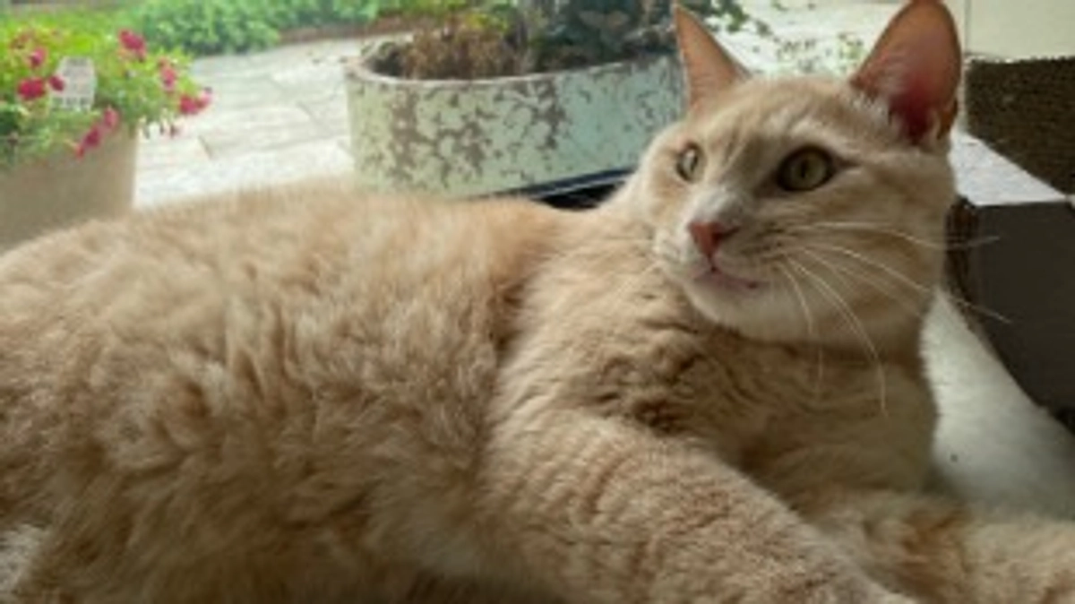 【クラファン活動報告㉝】応援コメントのご紹介【残り26時間】