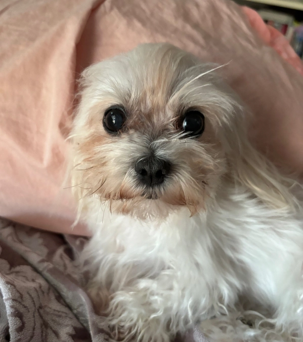 🆘クラファン残り30日🚨 手術まであと5日😱〜支援者様への御礼〜