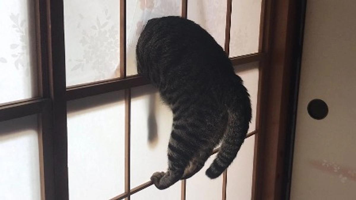 キリシマ軍曹、上官に反抗する軍規違反