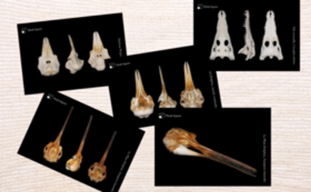 【来場が難しい⽅向け】お名前掲載+ ポストカードセット