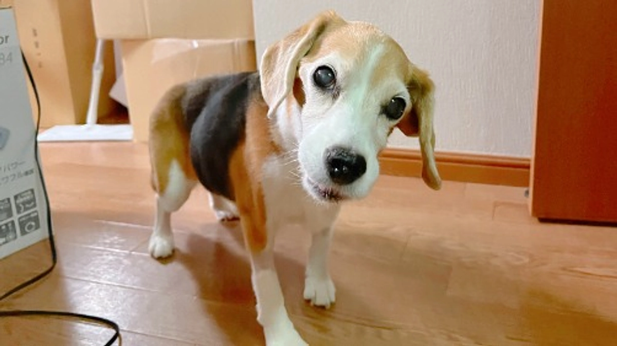 10/24 ちびっこの下痢のタイミング 免疫抑制剤治療6日目