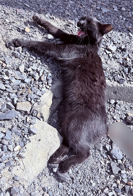 交通事故レスキュー