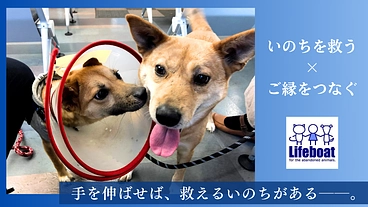 救える命を取りこぼさないために。ライフボートの活動存続にご支援を のトップ画像