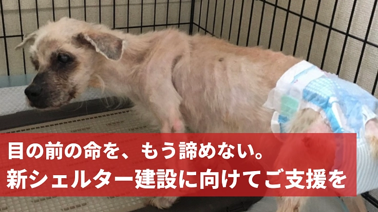 救えない命はない！東京アニマルレスキュー24の新たな挑戦にご支援を
