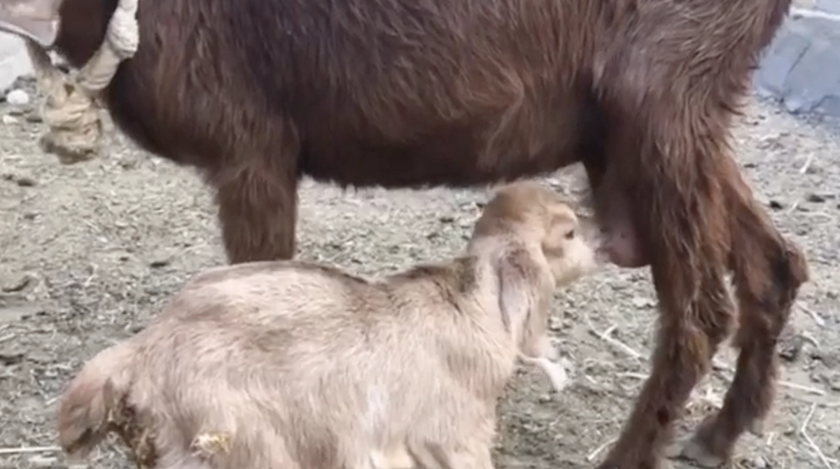 新たに実った実りと動物たちのご報告