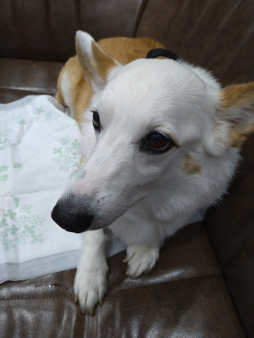 クルミリンパ腫治療