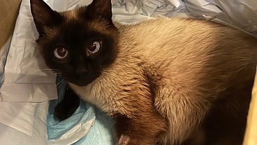 【骨盤骨折治療費】保護猫シャムの手術費が不足している為支援のお願い のトップ画像