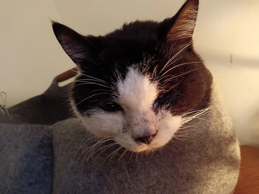 くろのためにご支援いただき、本当にありがとうございました✨