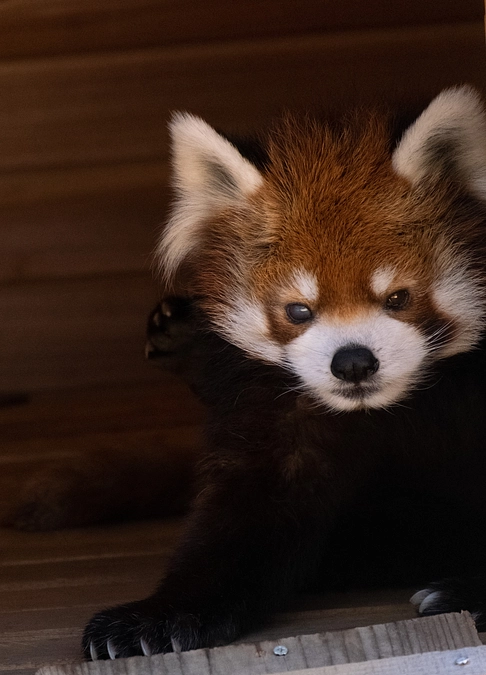 風太２０歳記念セレモニーのアーカイブをYouTubeにて公開中です！