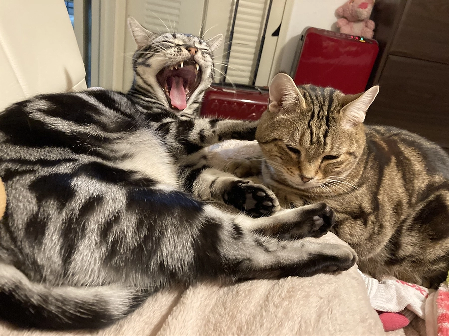 後5時間です！明日病院！継続治療のご支援お願いします