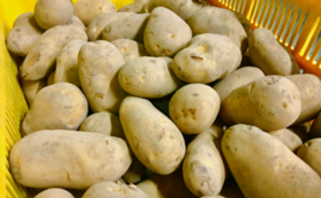 サンクスメール＋新タマ新ジャガ10kg＋乾燥玉葱2個