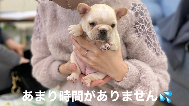 重度心臓病の愛犬『おもち』の手術費用のご支援をお願いします