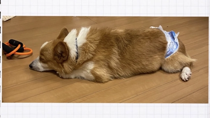 心臓にフィラリアまみれな保護犬チェスターを助けてください