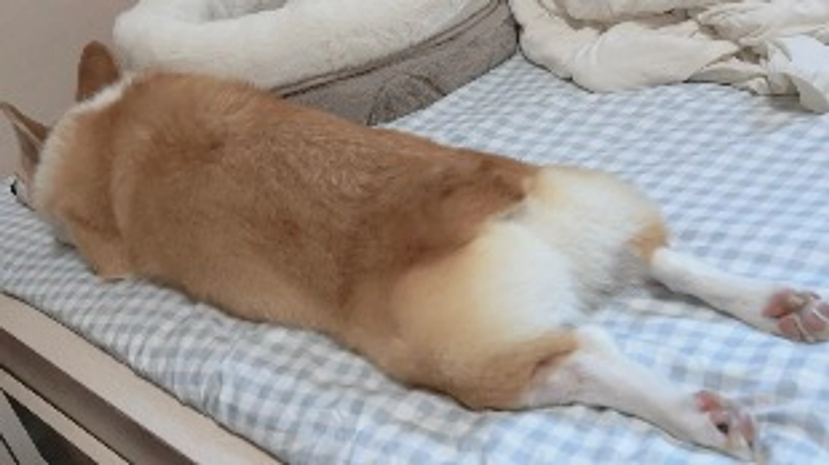 ルウちゃん9回目の抗がん剤が終わりました！