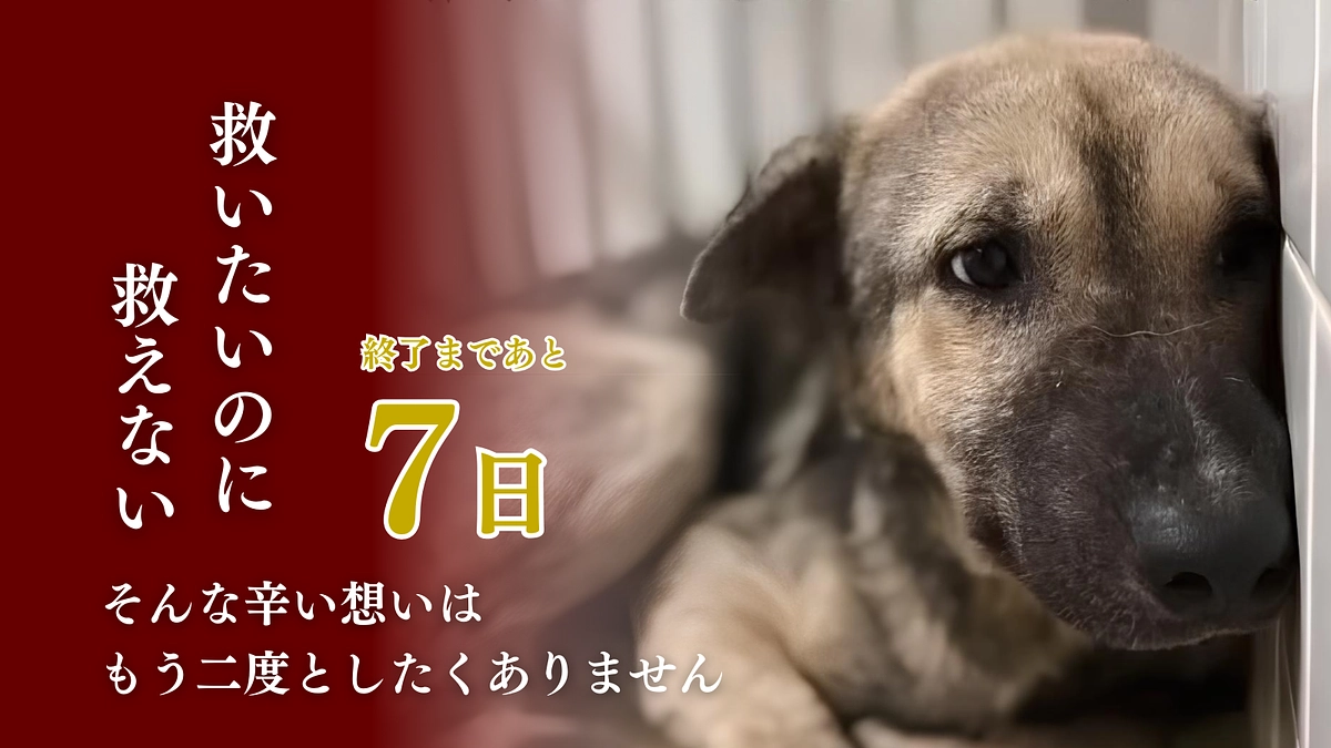【残り7日】最後の砦となる犬舎増設へ！温かいご支援を心よりお願い申し上げます。