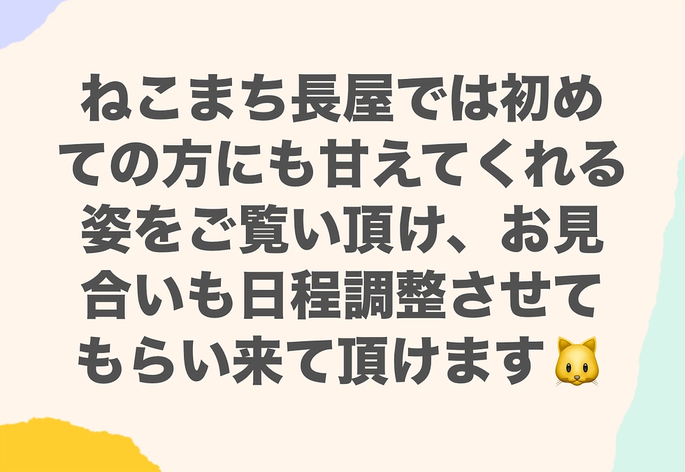 🐱お見合いは日程調整しますので是非お越しを♡