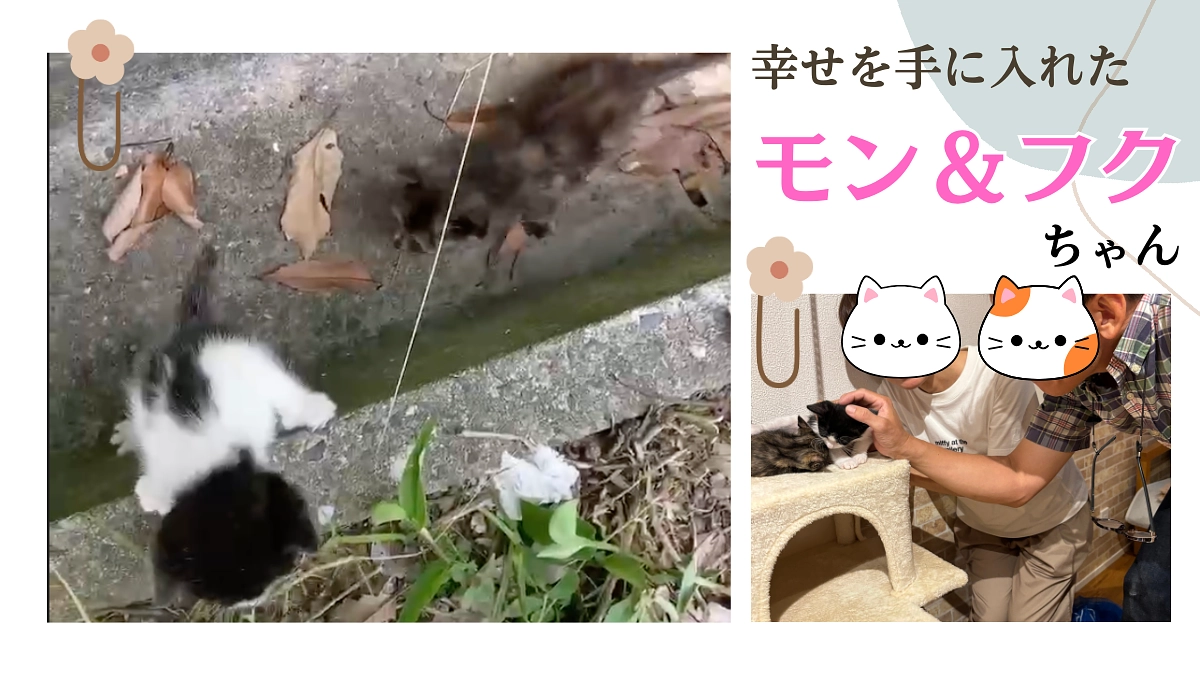 モンちゃん＆フクちゃんが里親に行きました。