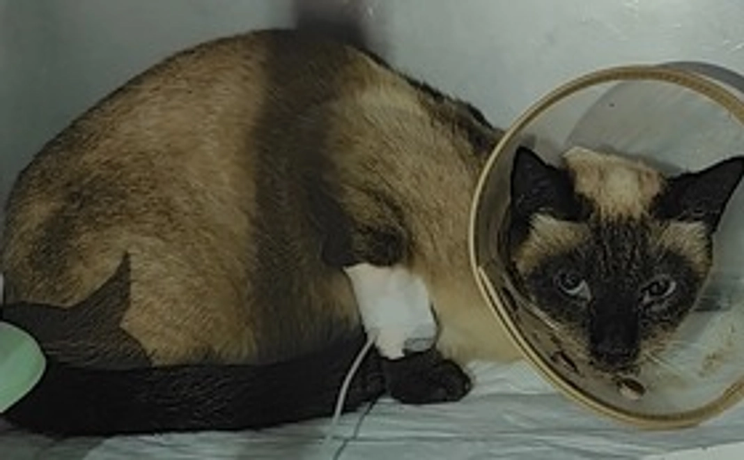 保護猫さんご支援1