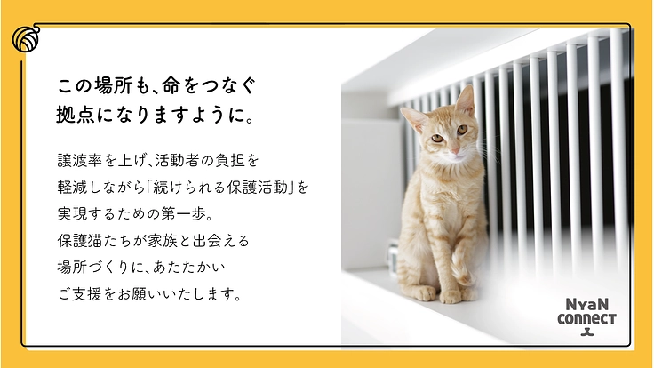 保護猫カフェ開業へ。誰にも気にかけてもらえない命を0に! 9枚目