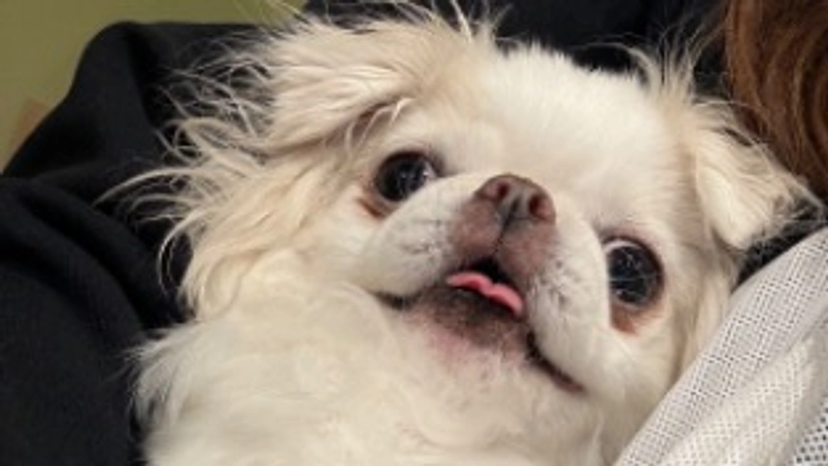 あけましておめでとうございます⛩🐶