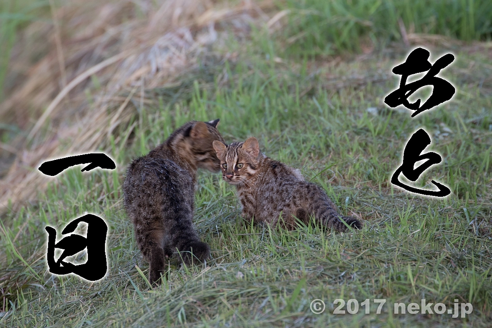 プロジェクトあと1日です（やべっちリポート）