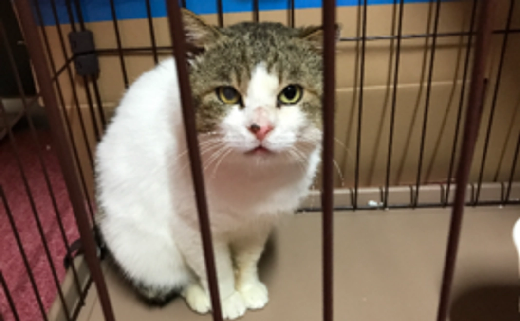 きっちゃんの缶バッジとお名前の掲載！