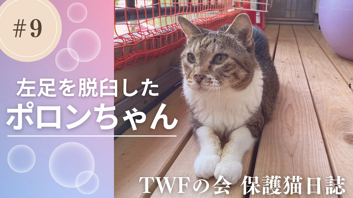 左足が脱臼しているポロンちゃん