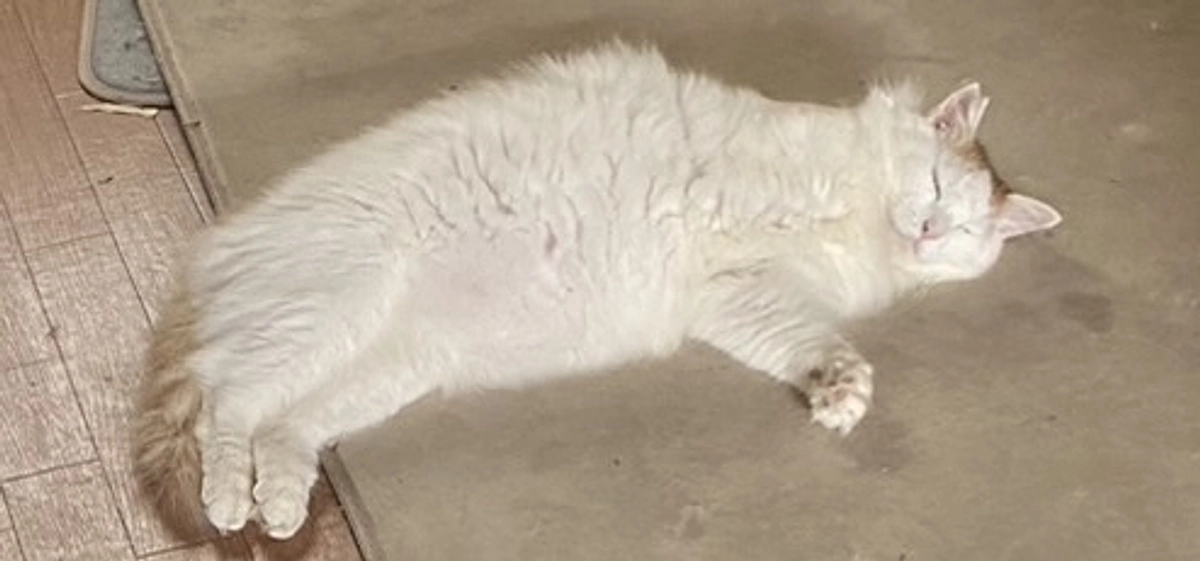 すっかり５月に。  猫たちの近況をご報告させてください