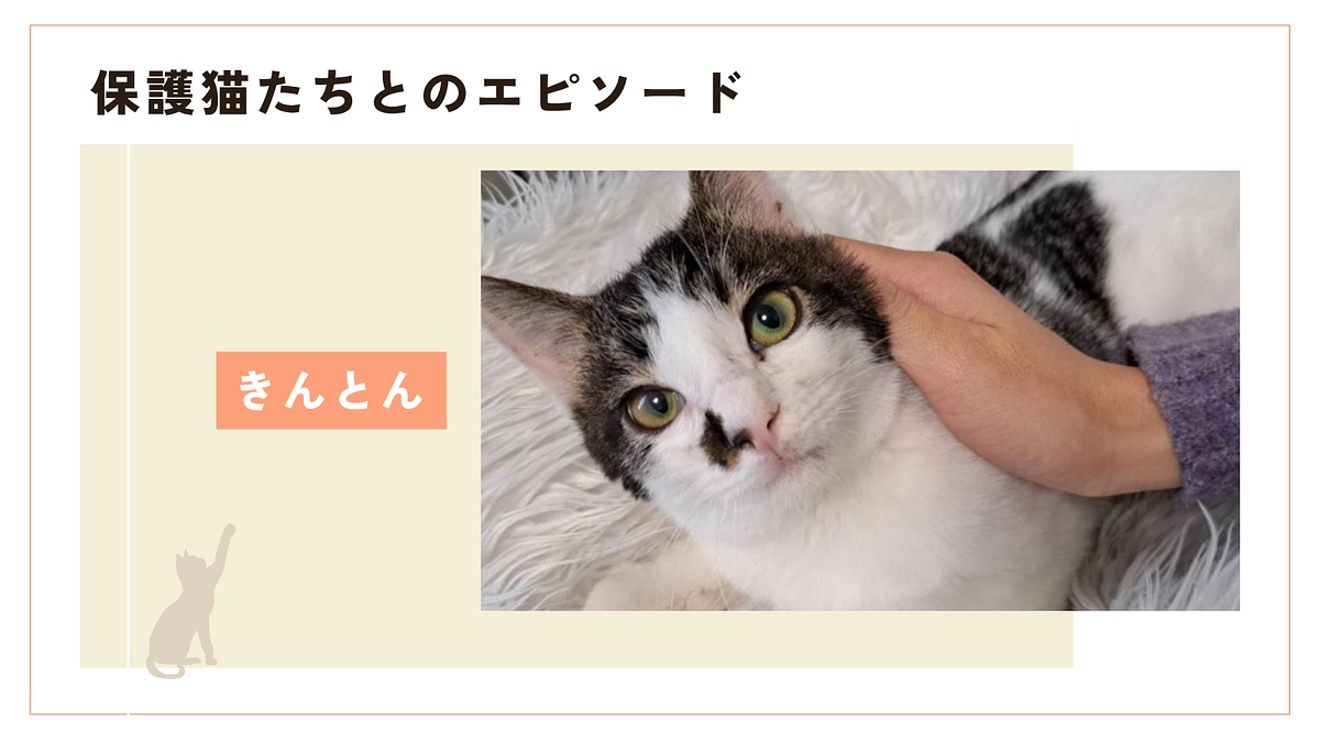 重い結膜炎を克服したきんとん君のずっとのお家物語