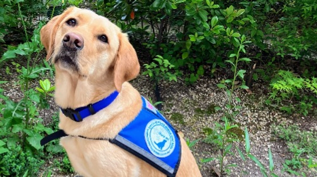 こども病院で活躍する「ホスピタル・ファシリティドッグ®」商標登録完了のお知らせ