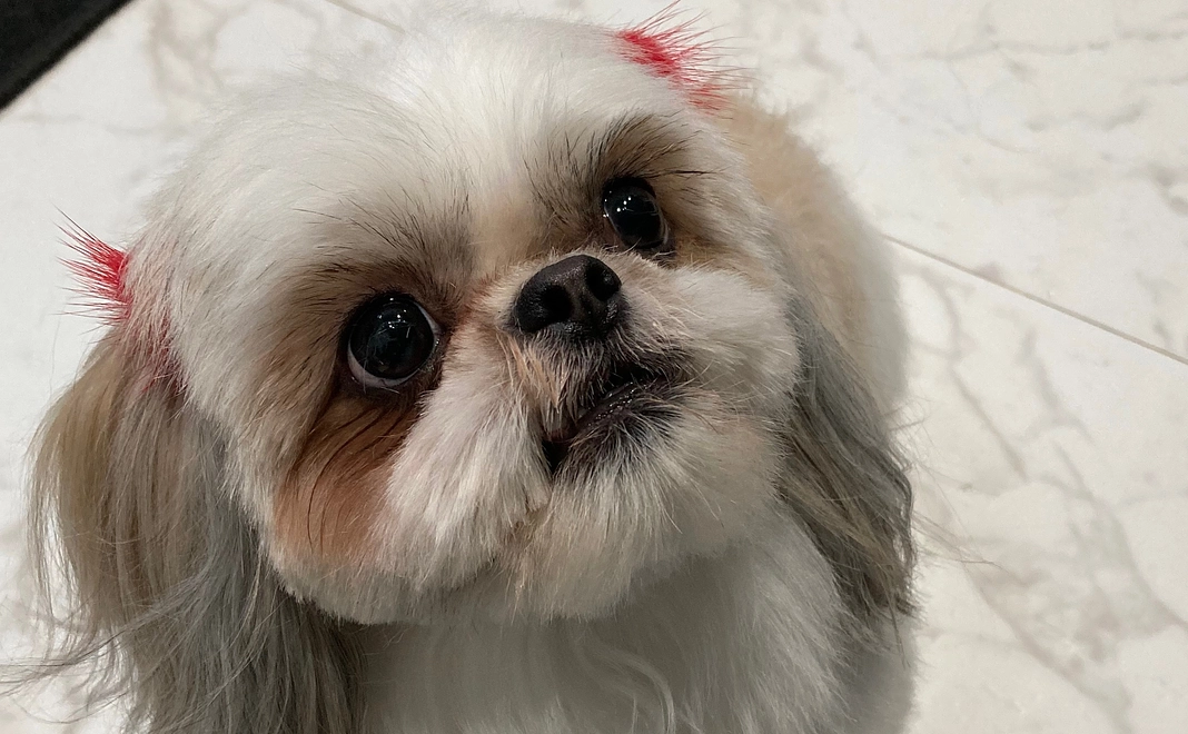 ありがとうございます