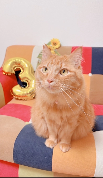 幸せいっぱいれおくん🐱