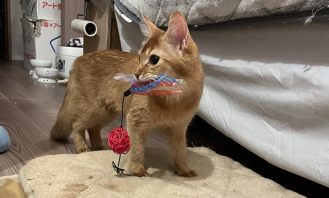 ★2023年11月12日：投薬54日目★定期検査＆避妊手術