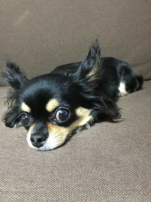 クラウドファンディング1日目終了しました。