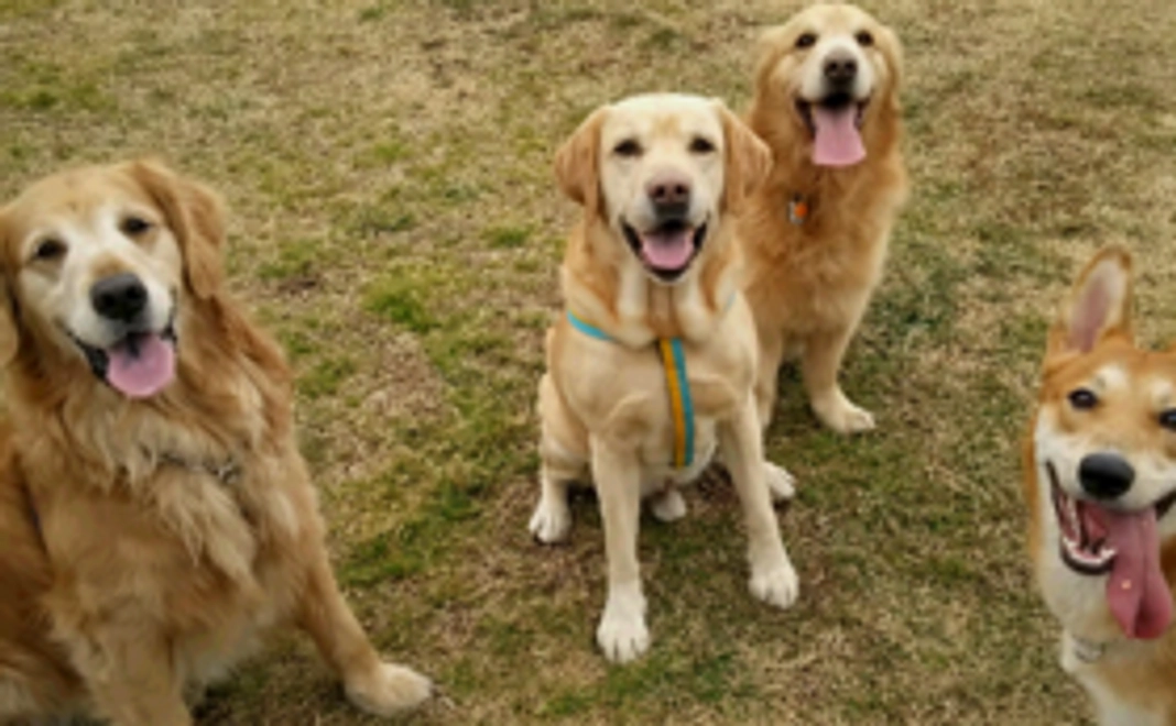 けだまパートナーコース