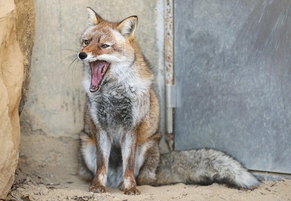 1月28日(日) 進捗報告・動物紹介～最近のあくびコレクション～