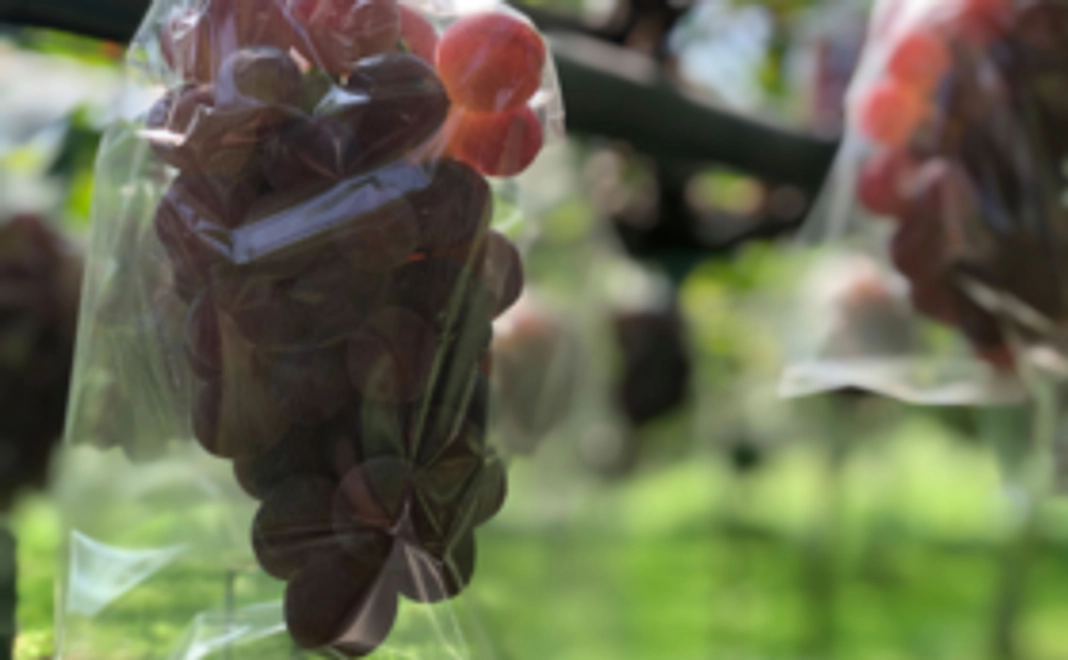 【本田のぶどうを3年後にお届け！】ぶどう1房予約権