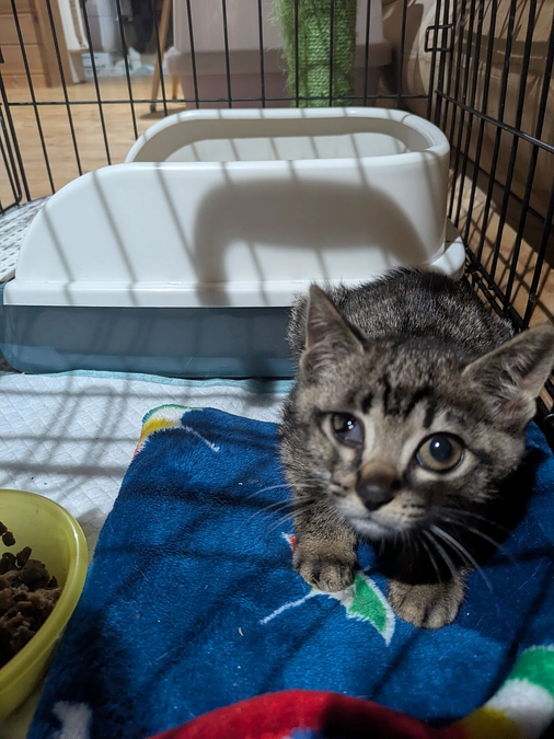 キジトラちび子ちゃん、隔離期間終わりました♪