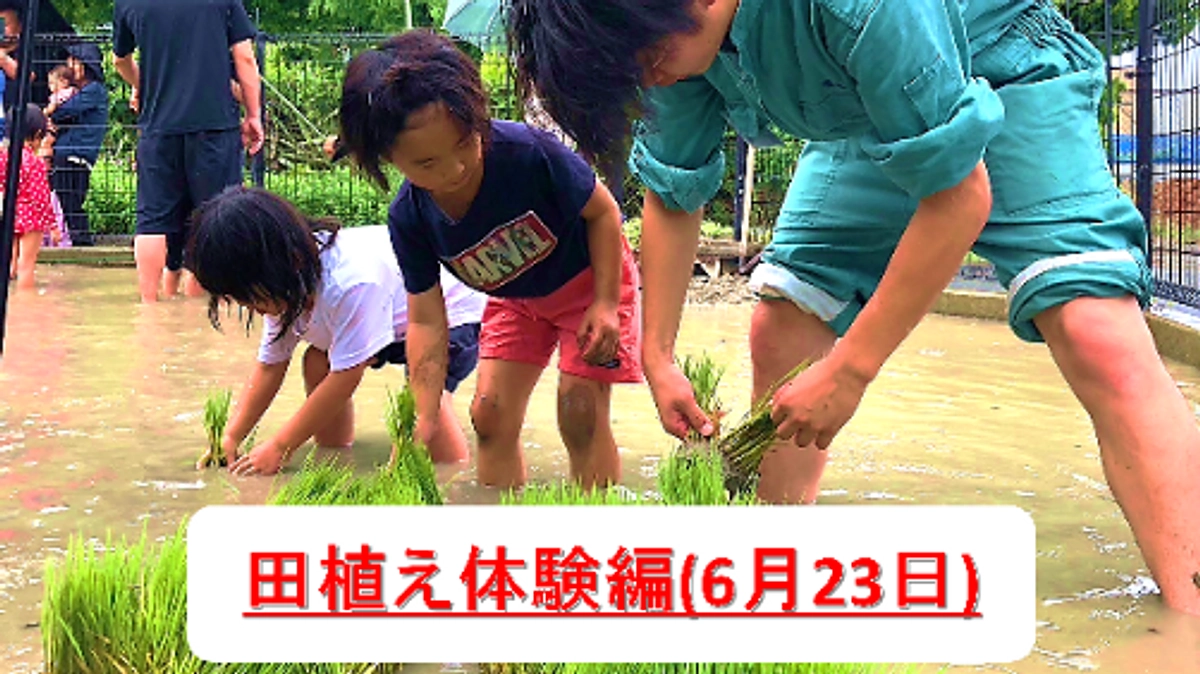 【第一回】田植え体験を開催いたしました！