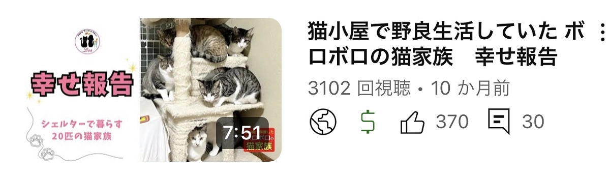 家族全員 猫エイズ陽性なかなか里親さん見つかりません