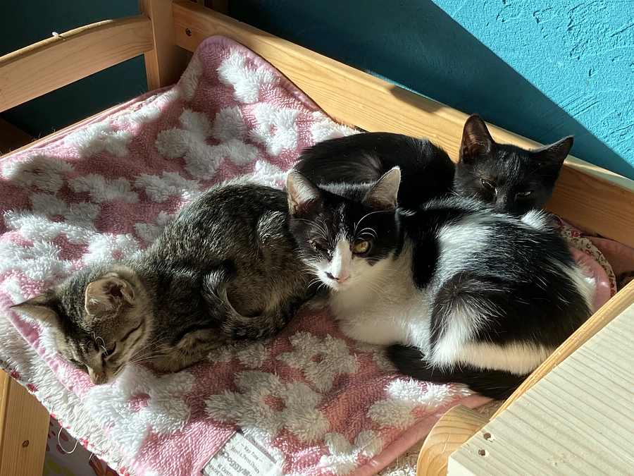 あと89万円で目標達成！保護施設の苦しい現状