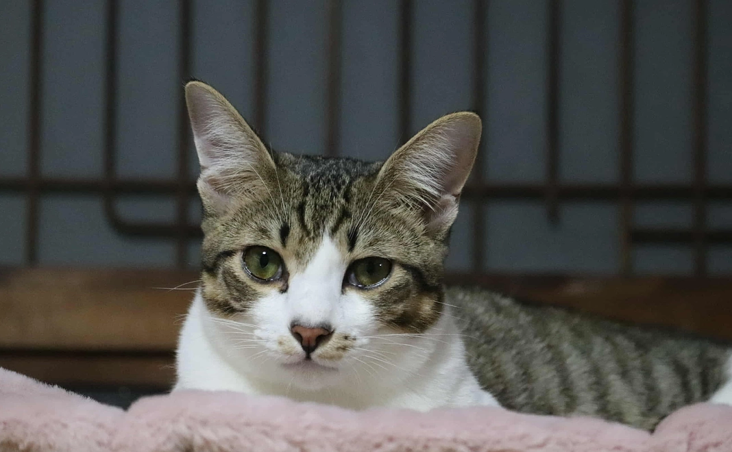 猫達の未来を全力で応援コース（５万円）