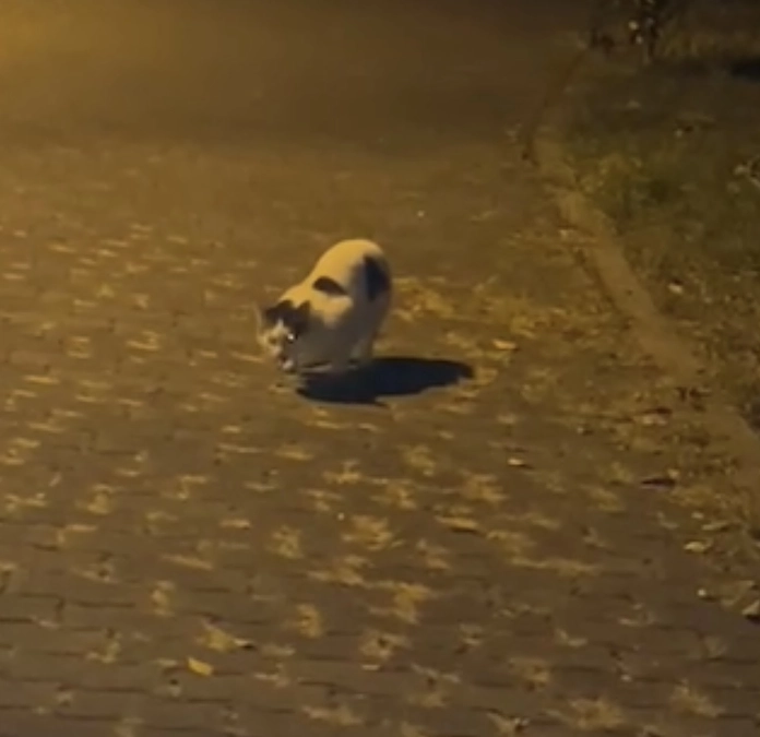 逃げ込んできた猫