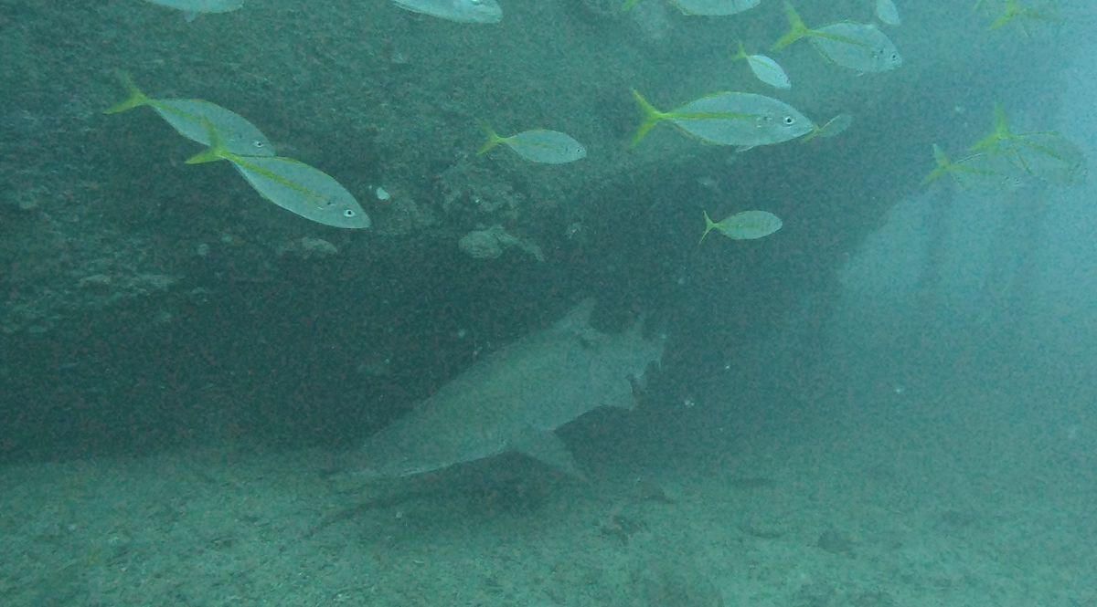 【90％に到達しました！】今日のシロワニ②　〜11月28日　沈船にて〜