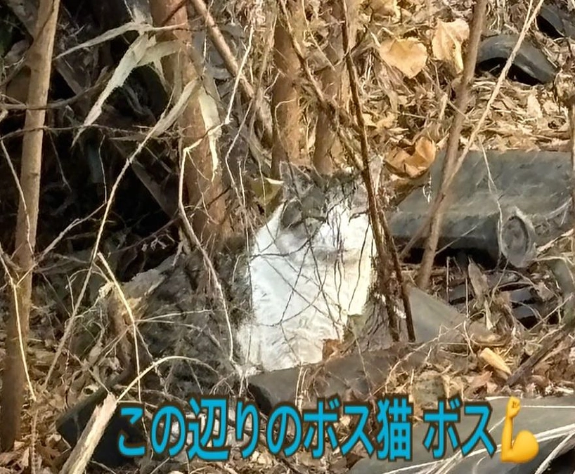 超高齢おじいちゃんが遺した猫ちゃんたちのこと