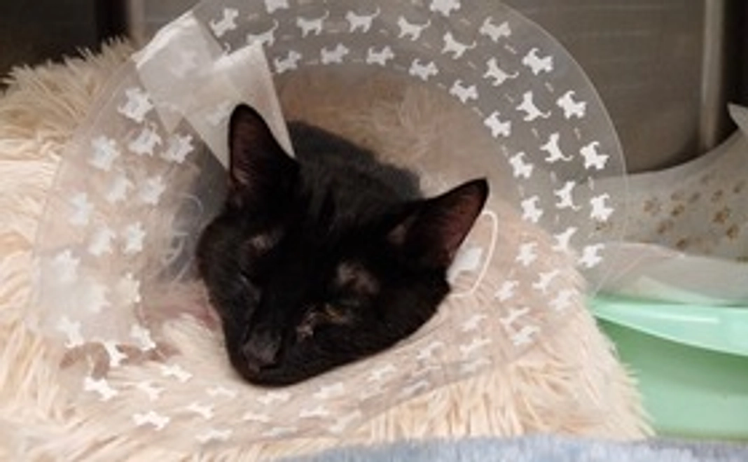 ファイトだ！ホタテ！