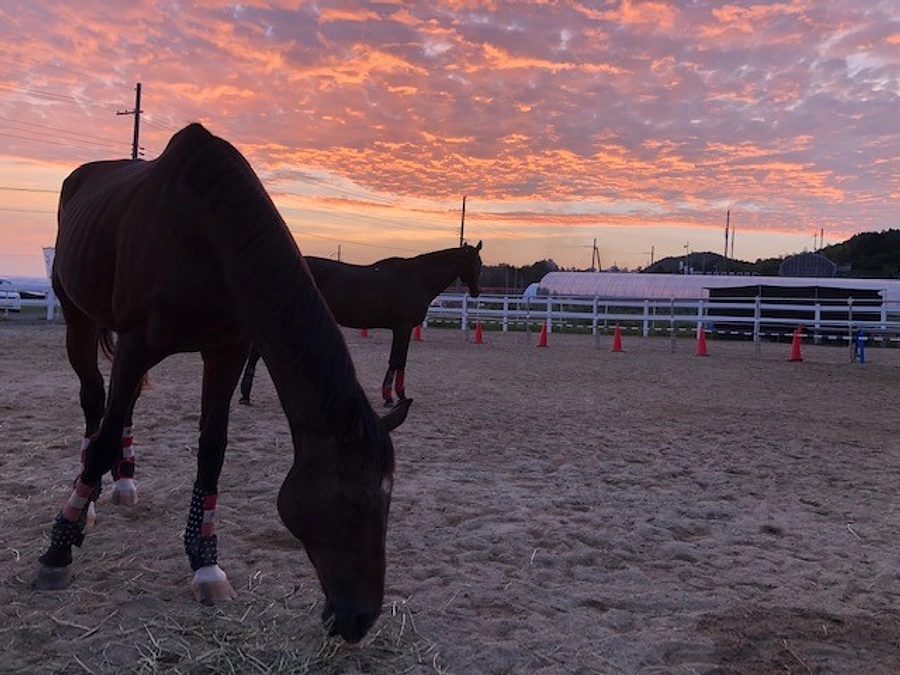 アヴニールファームをより理解していただく為に。取り上げられたマスメディアの御紹介