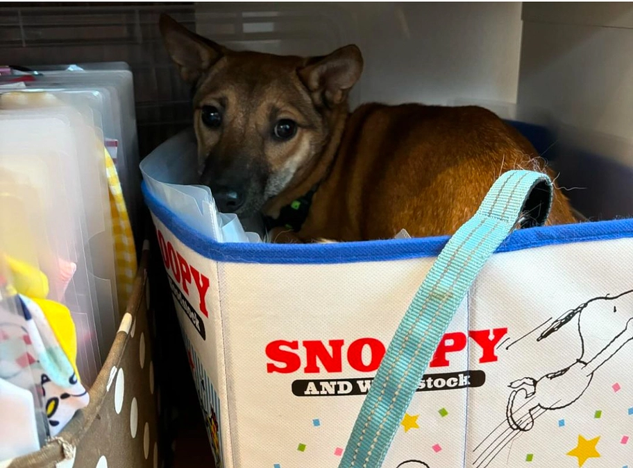 野犬©譲渡会🐶