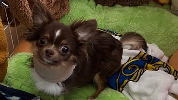 環軸推不安定症【環軸推亞脱臼症】のココア 術費助けてください のトップ画像