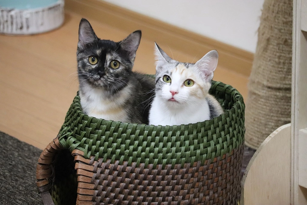 クラウドファンディング達成しました！